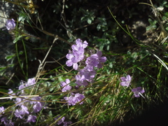 Thymus talijevii paucifolius