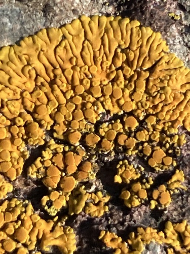 Variospora thallincola