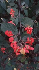 Helicteres brevispira