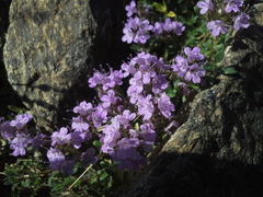 Thymus talijevii paucifolius