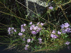 Thymus talijevii paucifolius