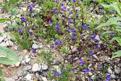Scutellaria strigillosa
