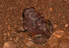 Sphaerotheca dobsonii