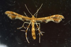 Geina periscelidactylus