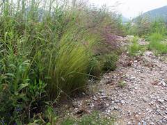 Agrostis vinealis trinii