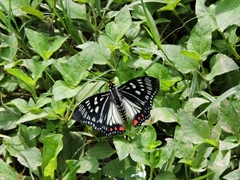Euripus nyctelius