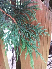 Cupressus × leylandii