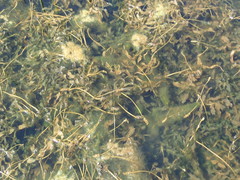 Potamogeton praelongus