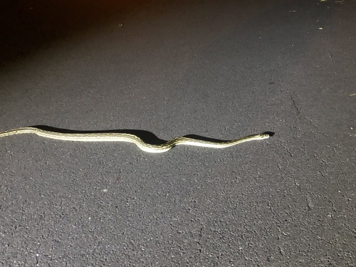 Coastal Carpet Python sighting