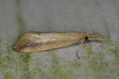 Donacaula melinellus