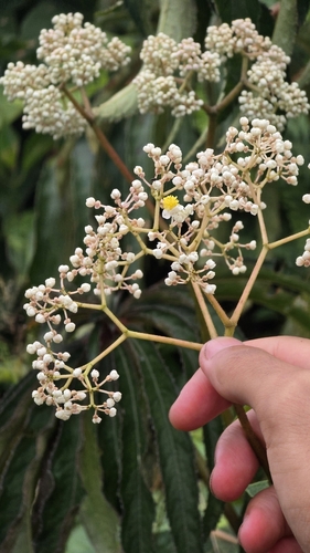 palm leaf begonia (Begonia luxurians)