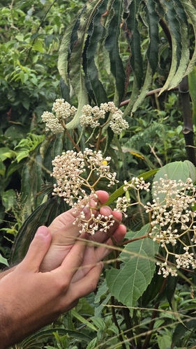 Image of Begonia luxurians by no rights reserved