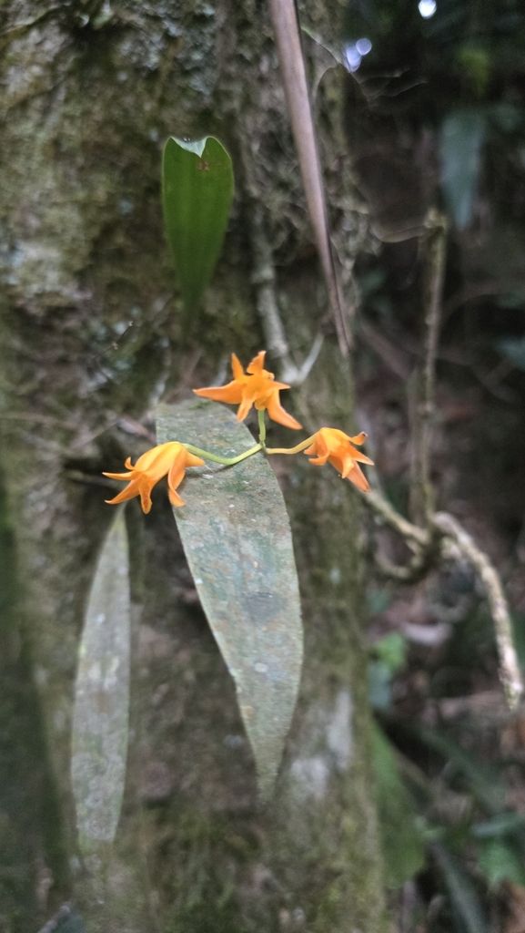 Bifrenaria aureofulva