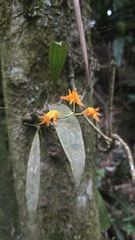 Bifrenaria aureofulva, photograph author not stated, no rights reserved