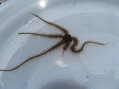 Ophiothrix