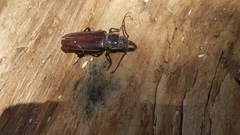 Nothopleurus lobigenis