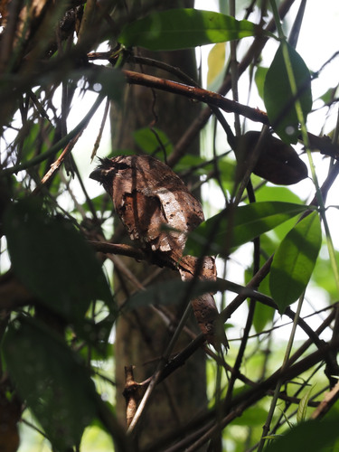 Sri Lanka Frogmouth (Batrachostomus moniliger), photo 5