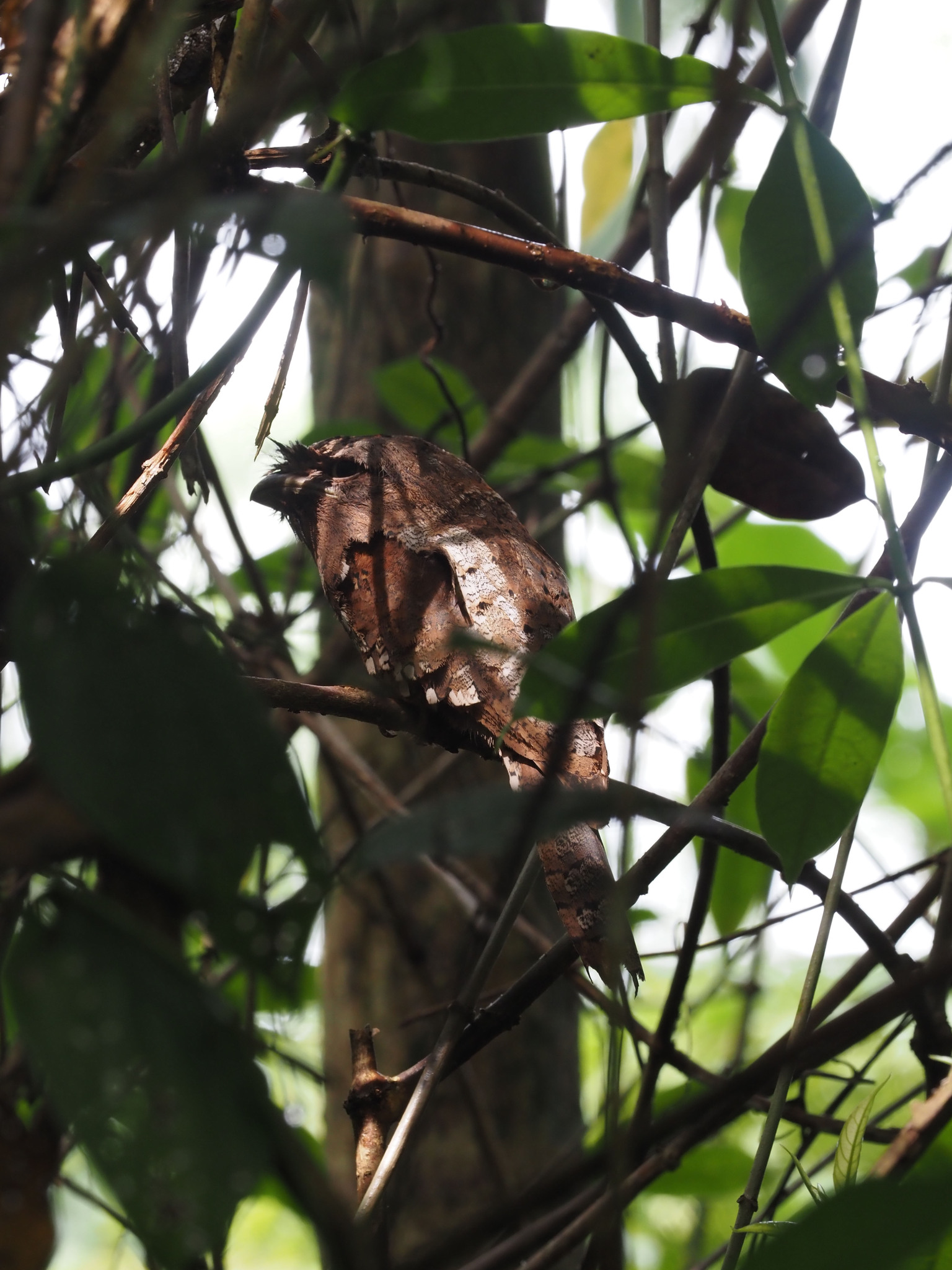 Sri Lanka Frogmouth (Batrachostomus moniliger), photo 10