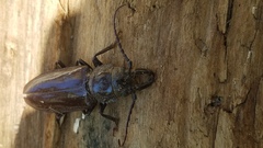 Nothopleurus lobigenis