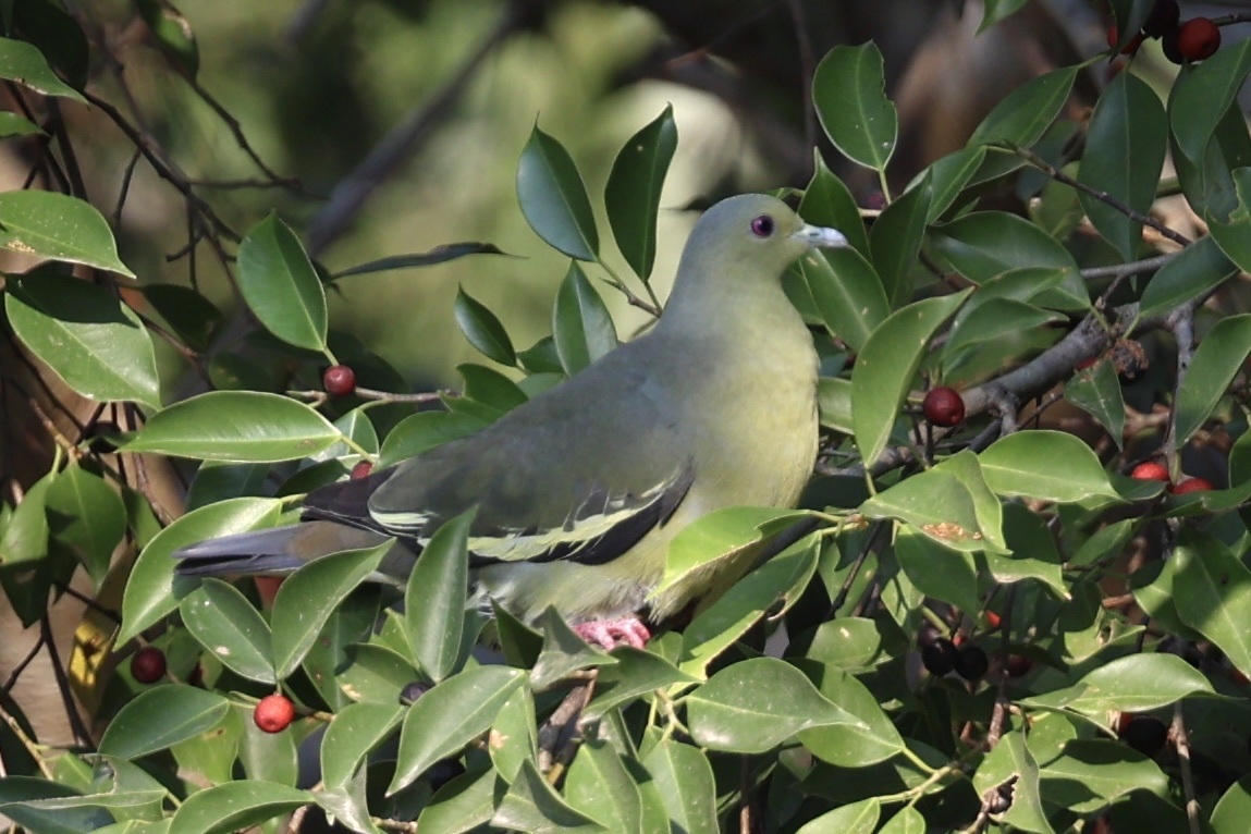 Orange-breasted Green Pigeon