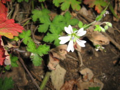 Geranium wakkerstroomianum