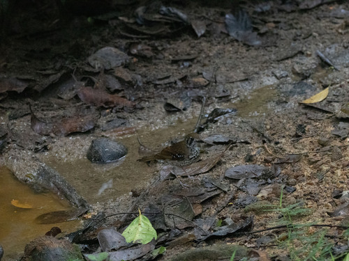 Spot-winged Thrush (Geokichla spiloptera), photo 9