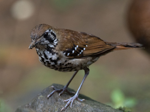 Spot-winged Thrush (Geokichla spiloptera), photo 9