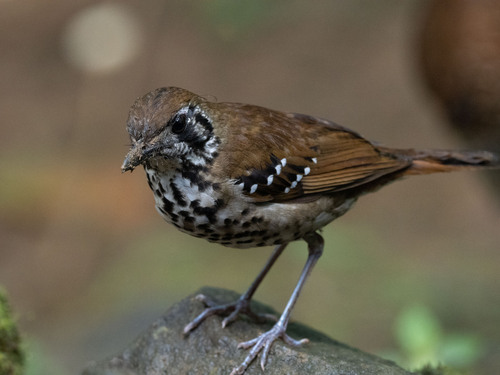 Spot-winged Thrush (Geokichla spiloptera), photo 5