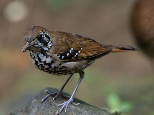 Spot-winged Thrush (Geokichla spiloptera), photo 10