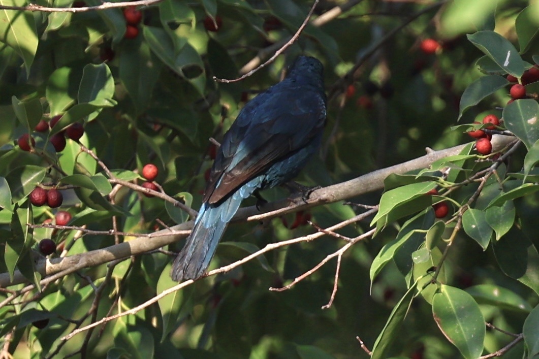 Asian Fairy-bluebird