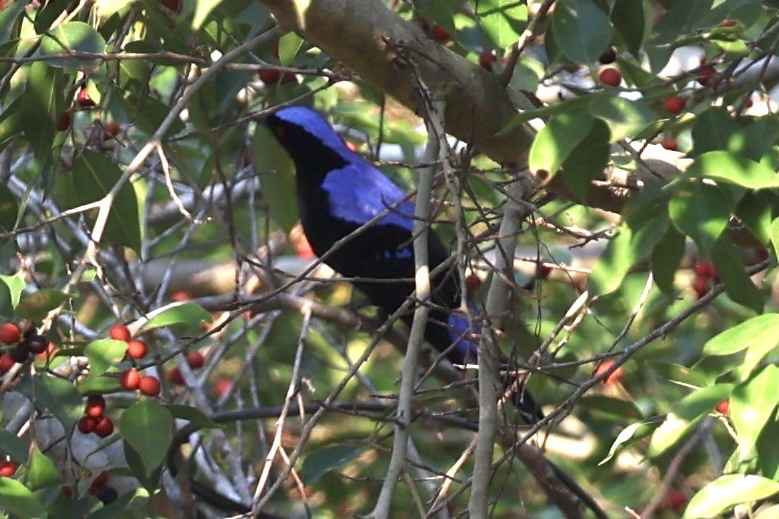 Asian Fairy-bluebird