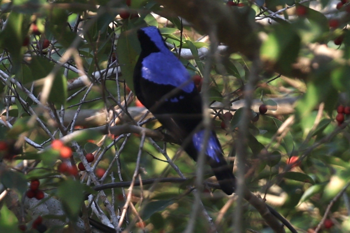 Asian Fairy-bluebird