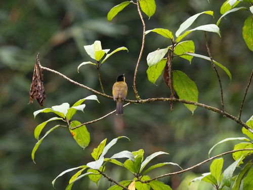 Black-capped Bulbul (Rubigula melanictera), photo 7