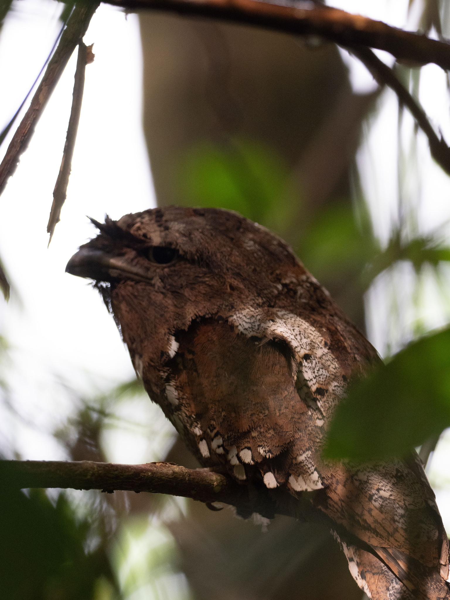 Sri Lanka Frogmouth (Batrachostomus moniliger), photo 9