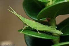 Atractomorpha crenulata