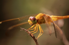 Crocothemis servilia
