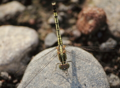 Diplacodes trivialis