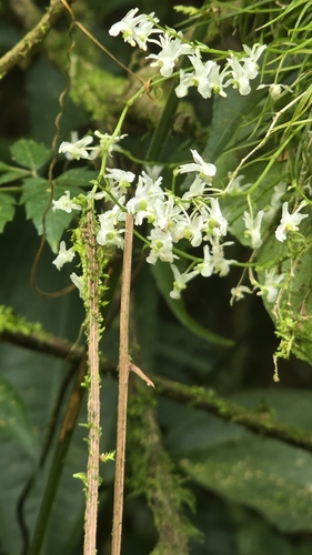 Phymatidium falcifolium, photograph 5