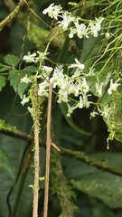 author not stated, no rights reserved Phymatidium falcifolium, photograph author not stated, no rights reserved