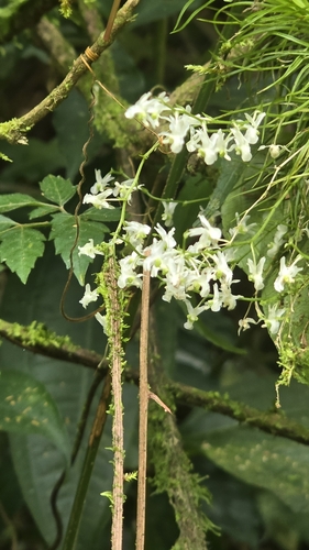 Phymatidium falcifolium, photograph 6