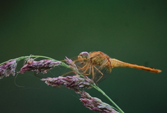 Crocothemis servilia