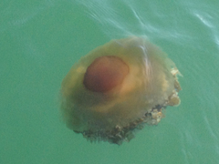 Cotylorhiza tuberculata