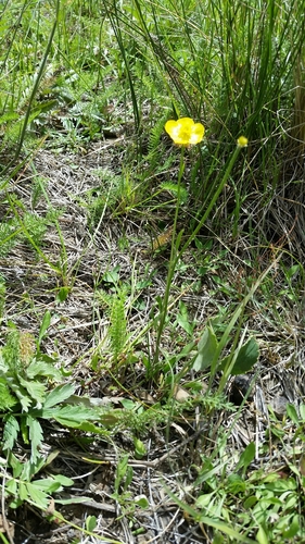 Image of Ranunculus cardiophyllus by no rights reserved