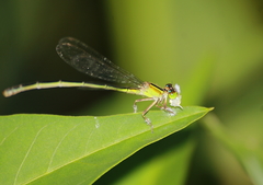 Agriocnemis pygmaea