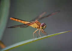 Crocothemis servilia