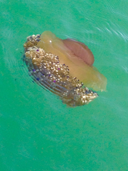 Cotylorhiza tuberculata