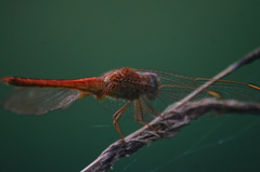 Crocothemis servilia