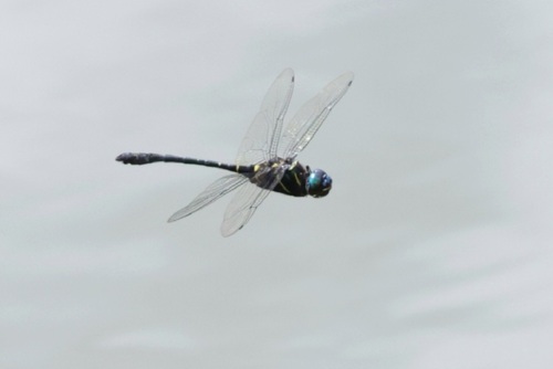 Pond Cruiser