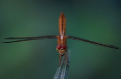 Crocothemis servilia