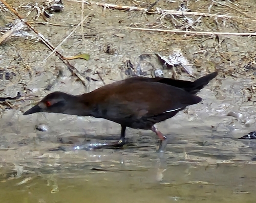 Spotless Crake (Zapornia tabuensis), photo 10